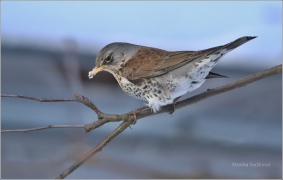 <p>DROZD KVÍČALA (Turdus pilaris) /Fieldfare - Wacholderdrossel/</p>